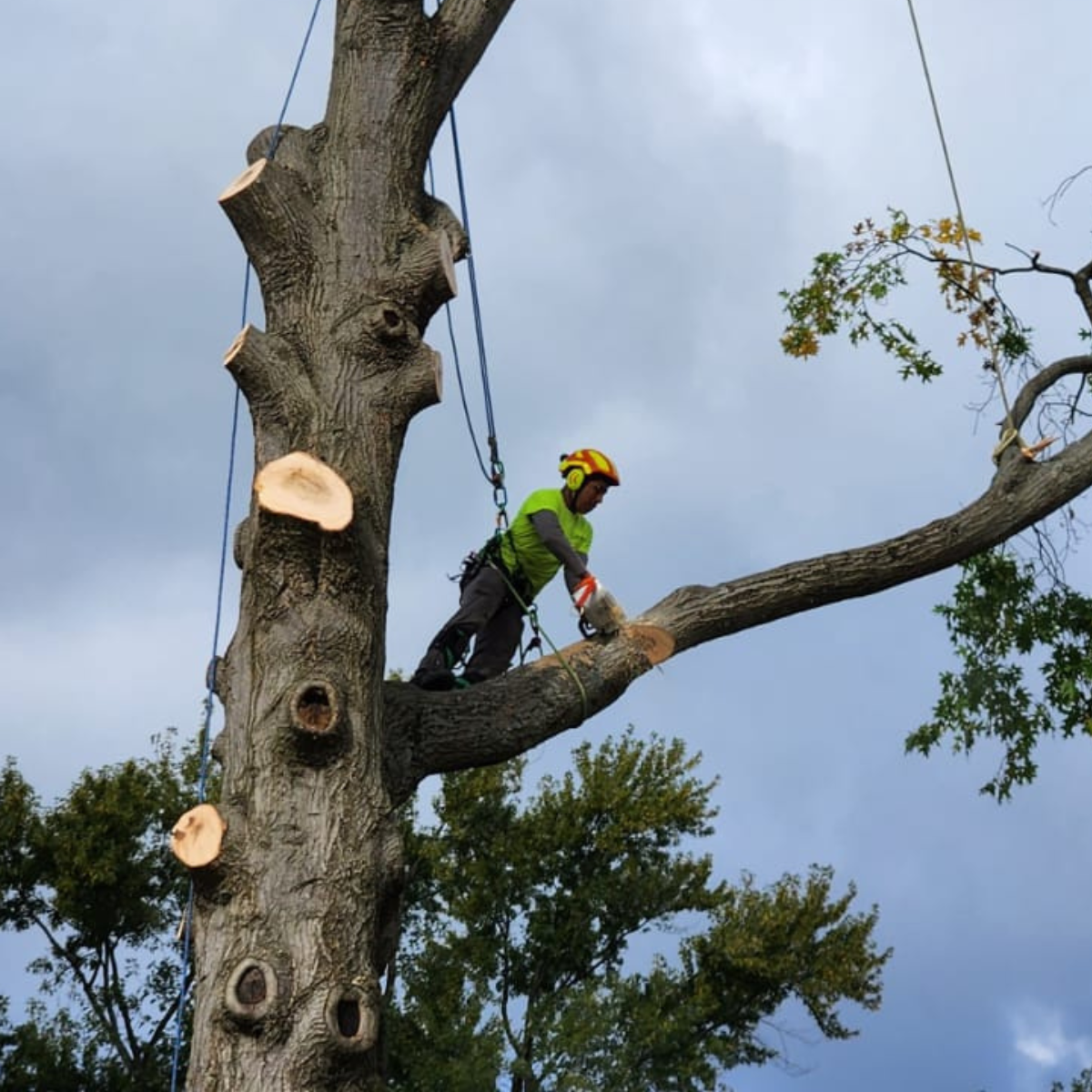 Cabanas Tree service crew providing tree service in Montgomery County, PA