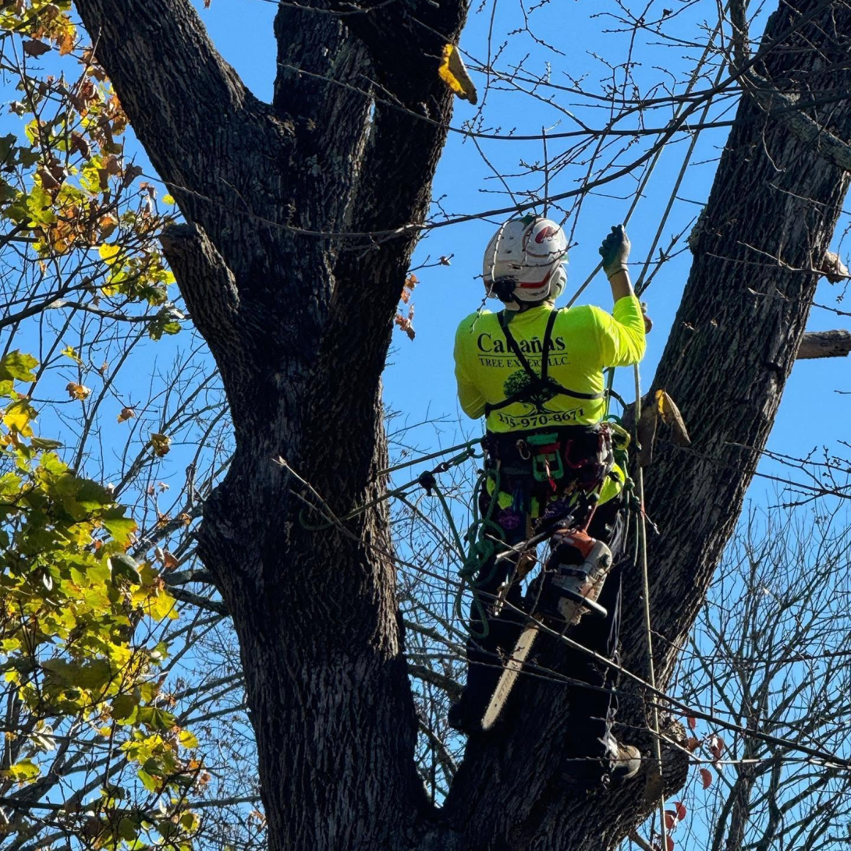 Cabanas Tree professional installing tree cabling and bracing in Ambler, PA