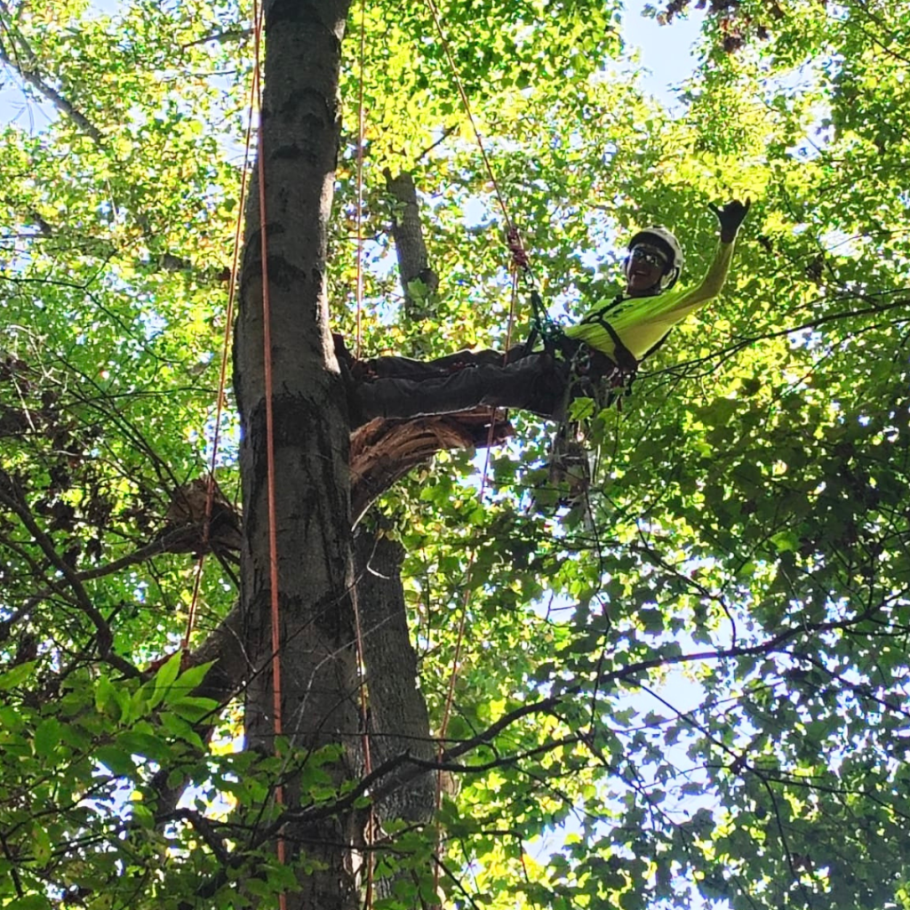 tree service in North Wales PA