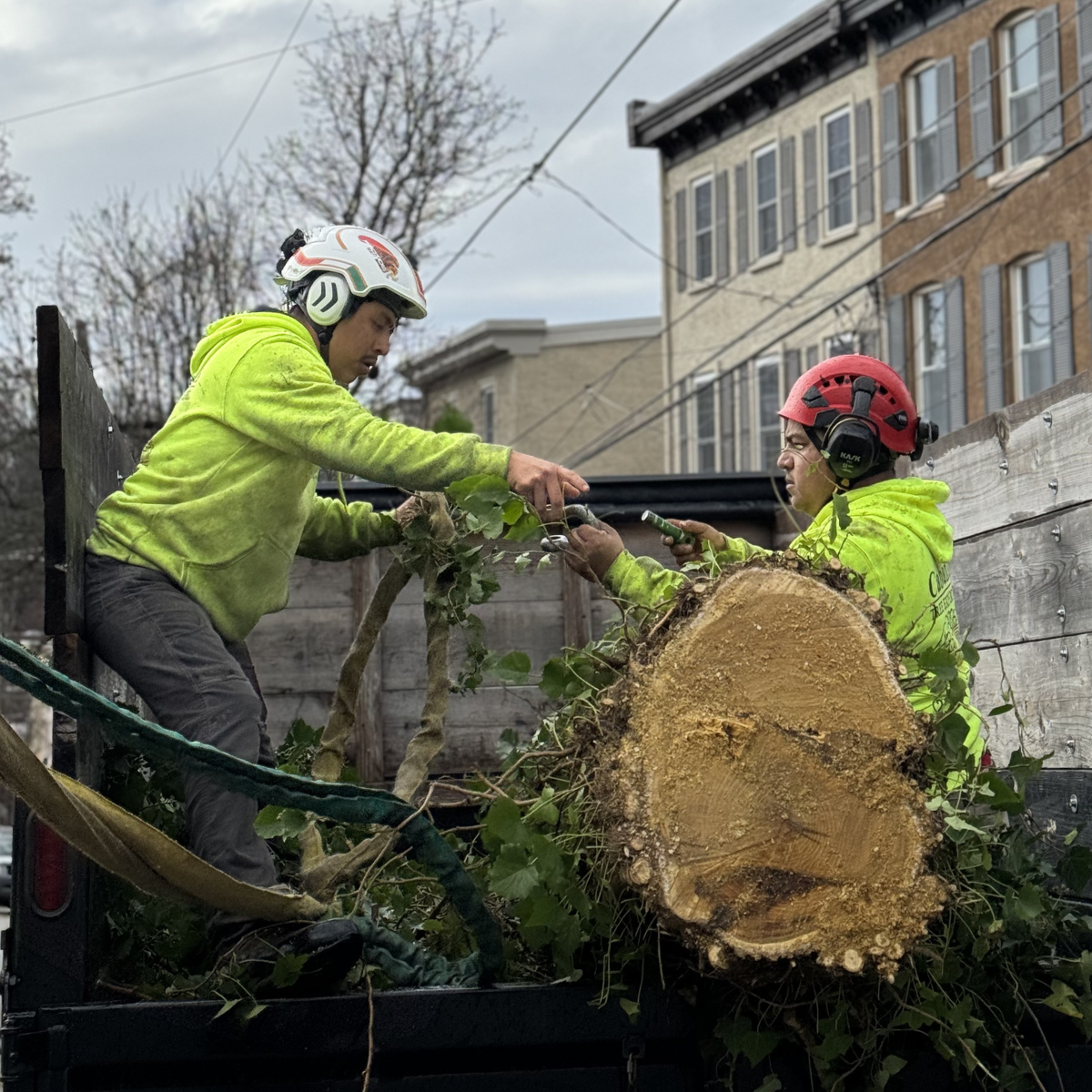 Cabanas Tree service crew providing tree service in Bucks County, PA