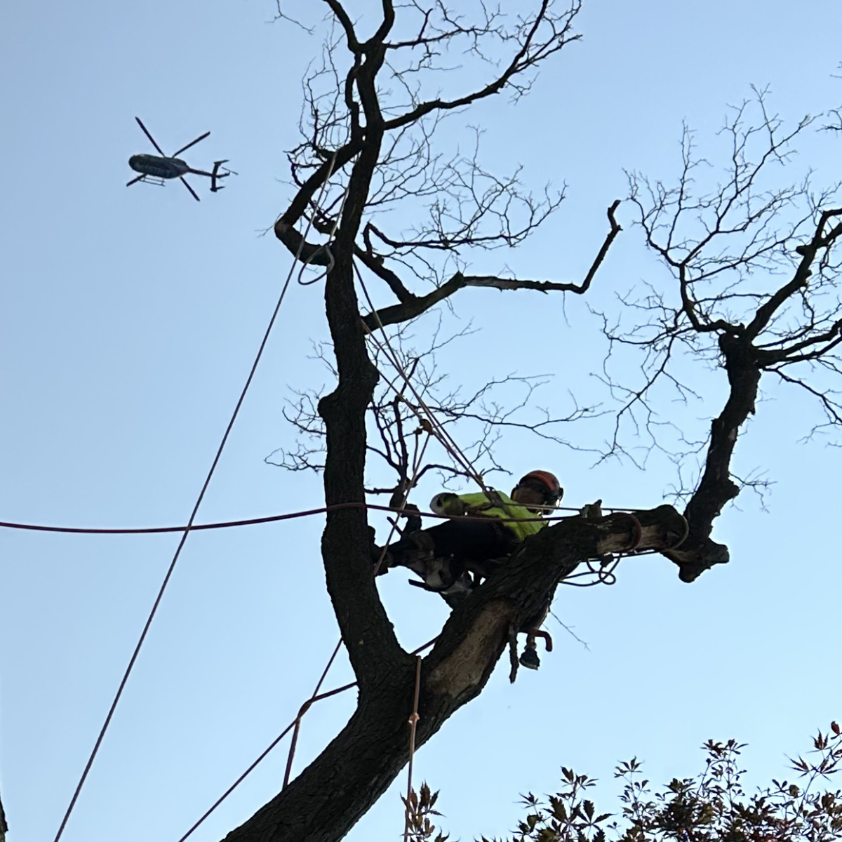 tree service in Doylestown PA