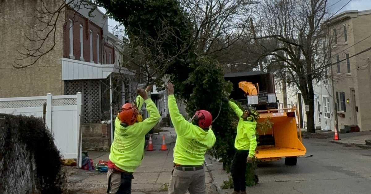 A large tree uprooted after heavy rainfall on a residential street in Ambler, PA, exposing shallow root damage