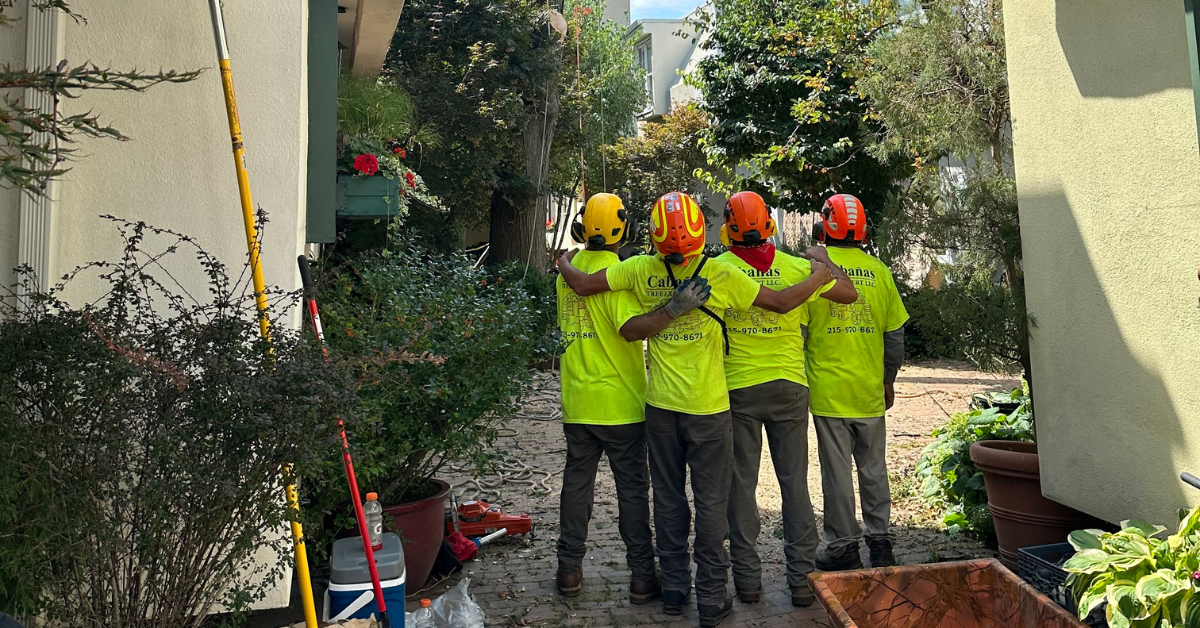 Crew trimming overgrown shrubs along a residential foundation