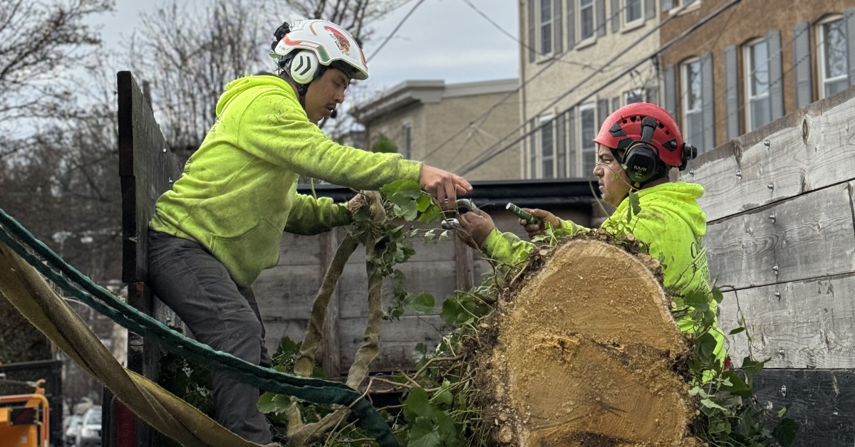 Freshly ground tree stump in an Ambler, PA backyard ready for soil preparation before replanting