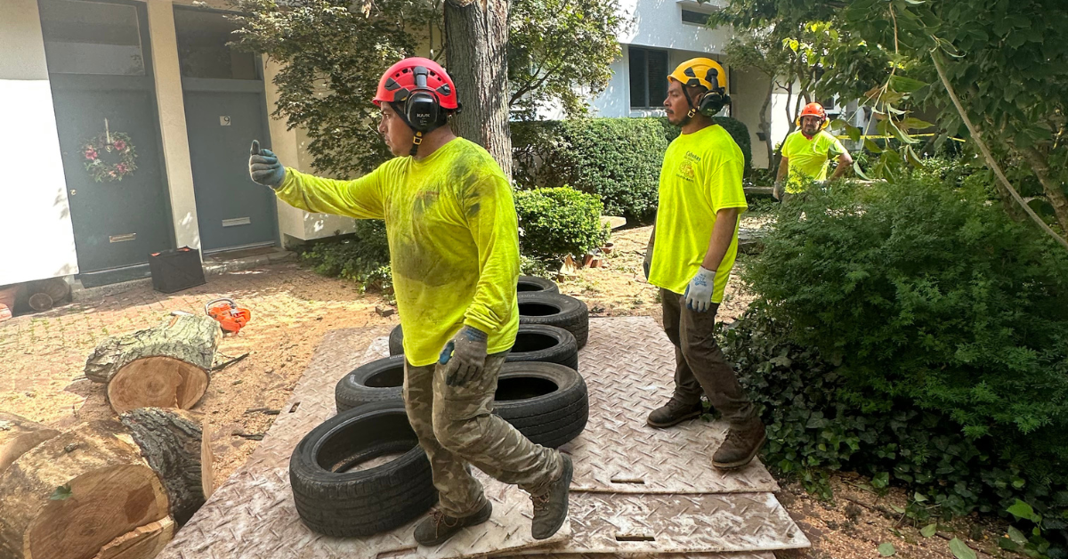 Licensed arborist inspecting insect damage before treatment