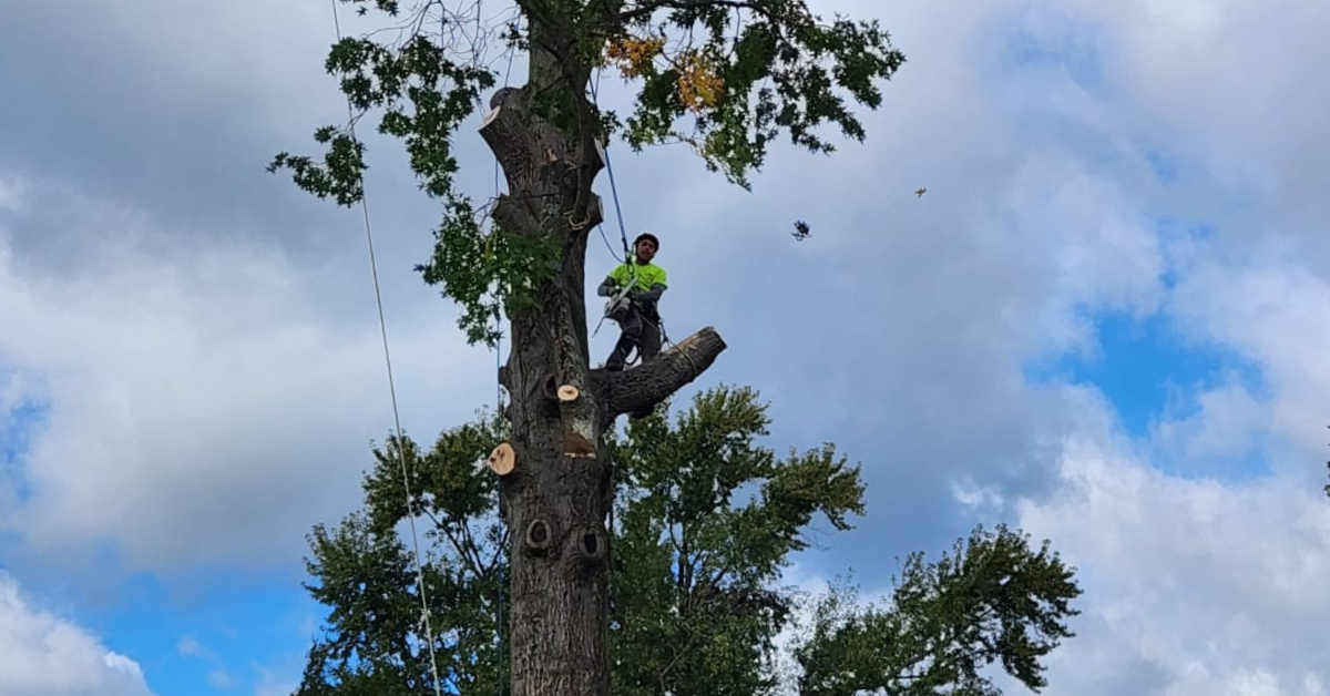 Tree trimming crew pruning a large shade tree in a residential yard