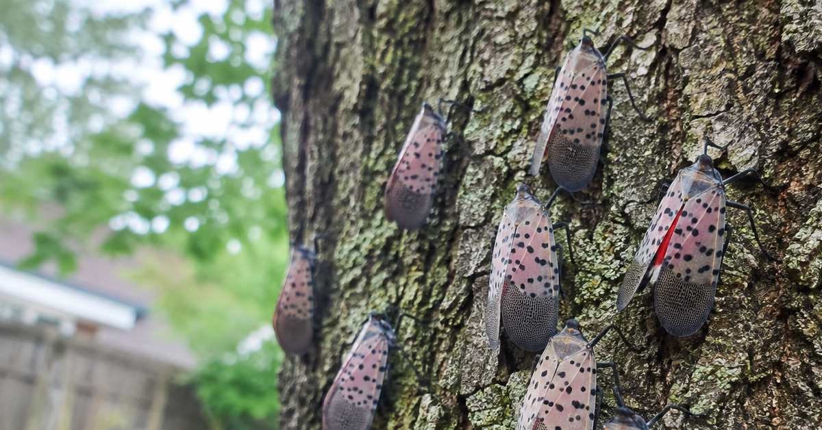 Spotted lanternfly adults clustered on tree bark in an Ambler, PA backyard