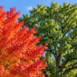 Common trees in Montgomery County, PA, including maple, oak, and pine species