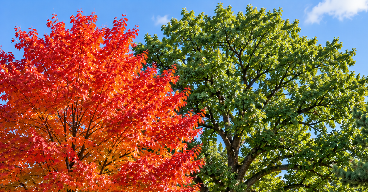 Common trees in Montgomery County, PA, including maple, oak, and pine species