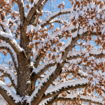 Snow-covered oak tree in an Ambler, Pennsylvania yard